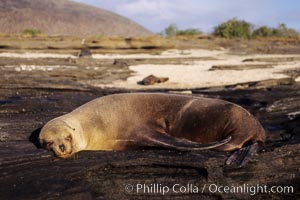 Galapagos sea lion, Zalophus californianus wollebacki, Zalophus californianus wollebaeki, James Island