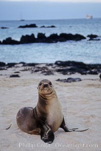 Galapagos sea lion pup, Sullivan Bay, Zalophus californianus wollebacki, Zalophus californianus wollebaeki, James Island