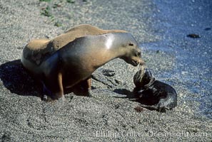 Galapagos sea lion mother and pup, Punta Espinosa, Zalophus californianus wollebacki, Zalophus californianus wollebaeki, Fernandina Island