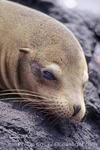 Galapagos sea lion,  South Plaza Island, Zalophus californianus wollebacki, Zalophus californianus wollebaeki