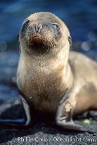 Galapagos sea lion pup,  Punta Espinosa, Zalophus californianus wollebacki, Zalophus californianus wollebaeki, Fernandina Island