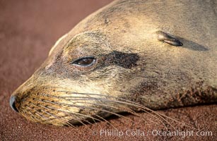 Galapagos sea lion, Zalophus californianus wollebacki, Zalophus californianus wollebaeki, Sombrero Chino