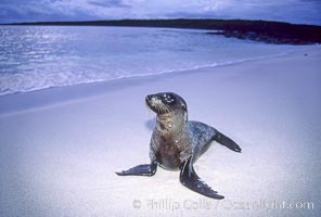 Galapagos sea lion, Zalophus californianus wollebacki, Zalophus californianus wollebaeki, Mosquera Island
