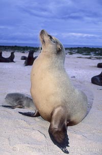 Galapagos sea lion, Zalophus californianus wollebacki, Zalophus californianus wollebaeki, Mosquera Island