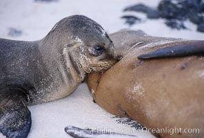 Galapagos sea lion pup nursing, Zalophus californianus wollebacki, Zalophus californianus wollebaeki, Sombrero Chino