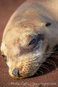 Galapagos sea lion, whiskers and external ear, Zalophus californianus wollebacki, Zalophus californianus wollebaeki, Jervis Island