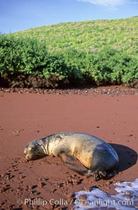 Galapagos sea lion rests on a red sand beach, Zalophus californianus wollebacki, Zalophus californianus wollebaeki, Floreana Island