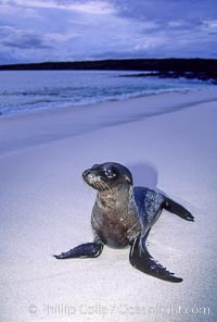 Galapagos sea lion pup, Zalophus californianus wollebacki, Zalophus californianus wollebaeki, Mosquera Island