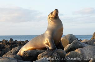Galapagos sea lion on volcanic rocks, sunset, Zalophus californianus wollebacki, Zalophus californianus wollebaeki, Isla Lobos