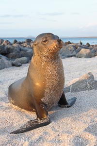 Galapagos sea lion on sandy beach, sunset, Zalophus californianus wollebacki, Zalophus californianus wollebaeki, Isla Lobos