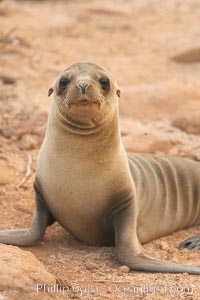 Galapagos sea lion pup, Zalophus californianus wollebacki, Zalophus californianus wollebaeki, North Seymour Island