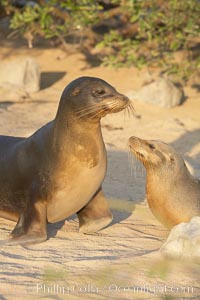Galapagos sea lion, mother and pup, Zalophus californianus wollebacki, Zalophus californianus wollebaeki, Isla Lobos