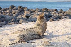 Galapagos sea lion on sandy, sunset, Zalophus californianus wollebacki, Zalophus californianus wollebaeki, Isla Lobos