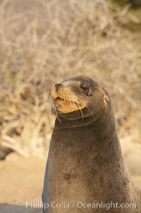 Galapagos sea lion, Zalophus californianus wollebacki, Zalophus californianus wollebaeki, Isla Lobos