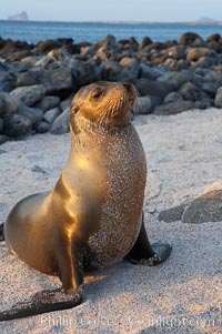 Galapagos sea lion on white sand beach, sunset, Zalophus californianus wollebacki, Zalophus californianus wollebaeki, Isla Lobos