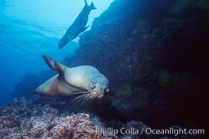 Galapagos sea lion, Zalophus californianus wollebacki, Zalophus californianus wollebaeki, Isla Champion