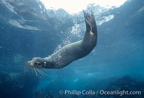 Galapagos sea lion, Devils Crown, Zalophus californianus wollebacki, Zalophus californianus wollebaeki, Floreana Island