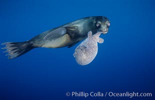 Galapagos sea lion playing with puffer fish, Zalophus californianus wollebacki, Zalophus californianus wollebaeki, Cousins