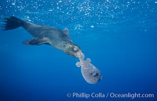 Galapagos sea lion playing with puffer fish, Zalophus californianus wollebacki, Zalophus californianus wollebaeki, Cousins