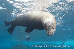 Galapagos sea lion, adult male, Zalophus californianus wollebacki, Zalophus californianus wollebaeki, Darwin Island
