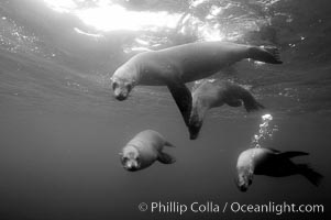 Galapagos sea lions, Zalophus californianus wollebacki, Zalophus californianus wollebaeki, Roca Redonda
