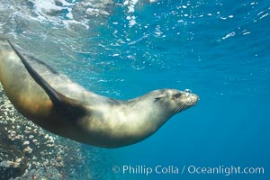 Galapagos sea lion, Zalophus californianus wollebacki, Zalophus californianus wollebaeki, Gordon Rocks