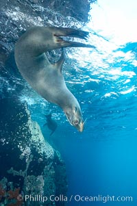 Galapagos sea lion, Zalophus californianus wollebacki, Zalophus californianus wollebaeki, Gordon Rocks