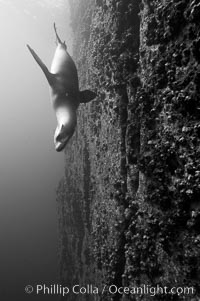 Galapagos sea lion swims alongside a vertical volcanic wall, Zalophus californianus wollebacki, Zalophus californianus wollebaeki, Gordon Rocks