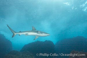 Galapagos shark, Carcharhinus galapagensis, Wolf Island