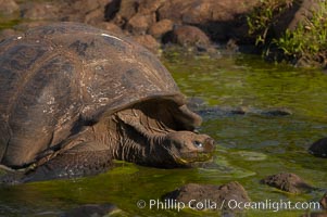 Galapagos tortoise, Santa Cruz Island species, highlands of Santa Cruz island, Geochelone nigra