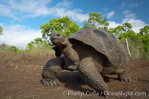 Galapagos tortoise, Santa Cruz Island species, highlands of Santa Cruz island, Geochelone nigra