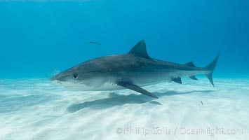 Tiger shark, Galeocerdo cuvier