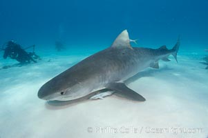 Tiger shark, Galeocerdo cuvier