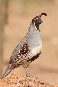 Gambel's quail, male, Callipepla gambelii, Amado, Arizona