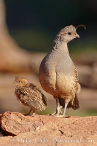 Gambel's quail, chicks and female, Callipepla gambelii, Amado, Arizona
