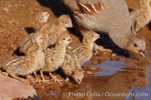 Gambel's quail, chicks, Callipepla gambelii, Amado, Arizona