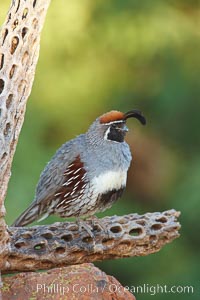 Gambel's quail, male, Callipepla gambelii, Amado, Arizona
