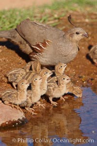 Gambel's quail, chicks and female, Callipepla gambelii, Amado, Arizona