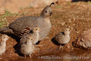 Gambel's quail, chicks and female, Callipepla gambelii, Amado, Arizona