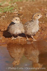 Gambel's quail, chicks, Callipepla gambelii, Amado, Arizona