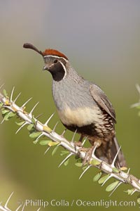 Gambel's quail, male, Callipepla gambelii, Amado, Arizona