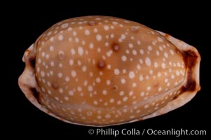 Gangrenous Cowrie, Cypraea gangranosa