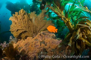 Garibaldi and golden gorgonian, bryozoans, with an underwater forest of giant kelp rising in the background, underwater, Catalina Island