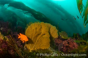Garibaldi and golden gorgonian, with a underwater forest of giant kelp rising in the background, underwater, Muricea californica, San Clemente Island