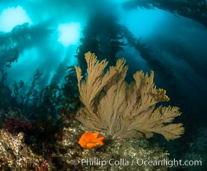 Garibaldi and golden gorgonian, with a underwater forest of giant kelp rising in the background, underwater, Hypsypops rubicundus, Muricea californica, San Clemente Island