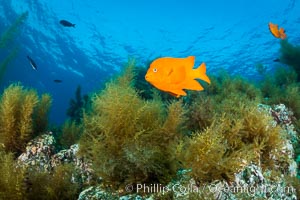 Garibaldi and invasive Sargassum, Catalina Island