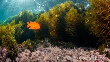 Garibaldi and Marine Algae, Coronado Islands, Mexico, Coronado Islands (Islas Coronado)