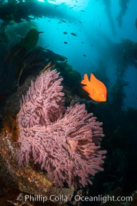 Garibaldi and Brown Gorgonian Muricea fruticosa, Catalina Island, with giant kelp stands reaching from the reef to the surface of the ocean in the distance.  The clown prince of the kelp forest, the Garibaldi, alternately poses for me and chirps at me to move away from his gorgonian