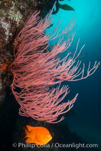 Garibaldi and red gorgonian on rocky reef, below kelp forest, underwater. The red gorgonian is a filter-feeding temperate colonial species that lives on the rocky bottom at depths between 50 to 200 feet deep. Gorgonians are oriented at right angles to prevailing water currents to capture plankton drifting by, Hypsypops rubicundus, Leptogorgia chilensischilensis, Lophogorgia chilensis, San Clemente Island