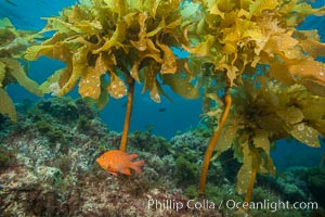 Garibaldi swimming through southern sea palm, San Clemente Island, Eisenia arborea, Hypsypops rubicundus